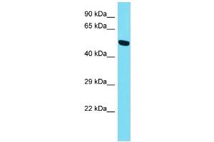 Host: Rabbit Target Name: PRSS56 Sample Type: HepG2 Whole Cell lysates Antibody Dilution: 1. (PRSS56 Antikörper  (N-Term))