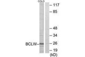 Western blot analysis of extracts from COLO cells, using BCLW Antibody. (BCL2L2 Antikörper  (AA 131-180))