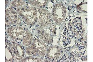 Immunohistochemical staining of paraffin-embedded Human Kidney tissue using anti-CHN1 mouse monoclonal antibody. (CHN1 Antikörper)