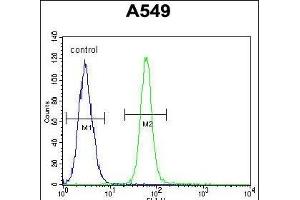 ZMYND10 Antibody (C-term) (ABIN652018 and ABIN2840499) flow cytometric analysis of A549 cells (right histogram) compared to a negative control cell (left histogram). (ZMYND10 Antikörper  (C-Term))