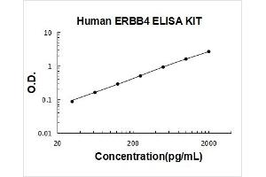V-Erb-A erythroblastic Leukemia Viral Oncogene Homolog 4 (Avian) (ERBB4) ELISA Kit