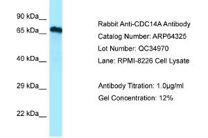 Western Blotting (WB) image for anti-CDC14 Cell Division Cycle 14 Homolog A (CDC14A) (C-Term) antibody (ABIN2789804) (CDC14A Antikörper  (C-Term))