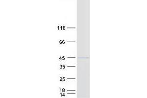Western Blotting (WB) image for Nuclear Receptor Subfamily 2, Group F, Member 1 (NR2F1) protein (Myc-DYKDDDDK Tag) (ABIN2727588)