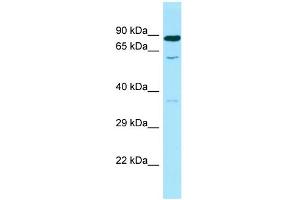 Western Blotting (WB) image for anti-Spermine Oxidase (SMOX) (C-Term) antibody (ABIN2790310) (SMOX Antikörper  (C-Term))