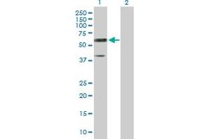 Western Blot analysis of RTN2 expression in transfected 293T cell line by RTN2 MaxPab polyclonal antibody.