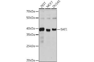 Western blot analysis of extracts of various cell lines, using S Rabbit mAb (ABIN7270633) at 1:1000 dilution. (SAE1 Antikörper)