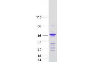 Validation with Western Blot (ANKRD63 Protein (Myc-DYKDDDDK Tag))
