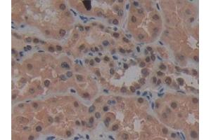 Immunohistochemistry (IHC) image for anti-Ubiquitin-Like Modifier Activating Enzyme 7 (UBA7) (AA 429-488) antibody (ABIN7433036)