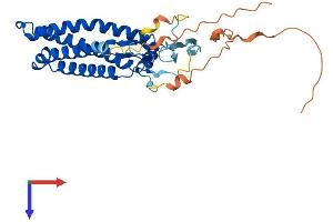 AlphaFold protein structure predicition of Human Recombinant ZDHHC19 Protein, UniprotID Q8WVZ1