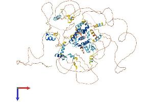 TSHZ1 Protein (AA 1-1084) (His tag)