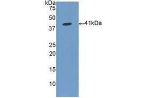 Detection of Recombinant FGL1, Human using Polyclonal Antibody to Fibrinogen Like Protein 1 (FGL1) (FGL1 Antikörper  (AA 23-312))