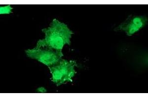 Anti-HSPBP1 mouse monoclonal antibody (ABIN2454876) immunofluorescent staining of COS7 cells transiently transfected by pCMV6-ENTRY HSPBP1 (RC201814). (HSPBP1 Antikörper)