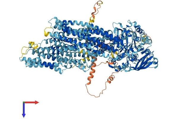 ABCC3 Protein (AA 1-1523) (His tag)