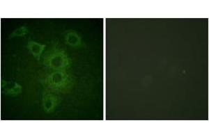 Immunofluorescence (IF) image for anti-BCL2-Interacting Killer (Apoptosis-Inducing) (BIK) (AA 18-67) antibody (ABIN2888586)
