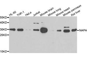 Western blot analysis of extracts of various cell lines, using NAPA antibody (ABIN5975676) at 1/500 dilution. (NAPA Antikörper)