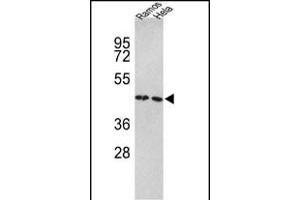 Western blot analysis of TUFM Antibody (N-term) (ABIN389459 and ABIN2839526) in Ramos, Hela cell line lysates (35 μg/lane).