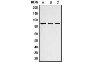 Western blot analysis of Cyclin F expression in HEK293T (A), mouse liver (B), rat liver (C) whole cell lysates. (Cyclin F Antikörper  (C-Term))
