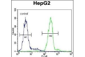 VDAC1 Antibody (N-term) (ABIN390563 and ABIN2840893) flow cytometric analysis of HepG2 cells (right histogram) compared to a negative control cell (left histogram). (VDAC1 Antikörper  (N-Term))