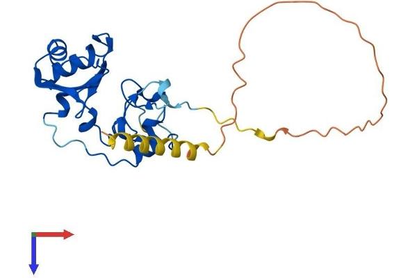 SNRNP35 Protein (AA 1-244) (His tag)