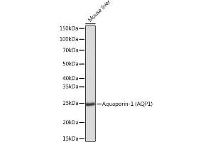 Western blot analysis of extracts of Mouse liver, using Aquaporin-1 (Aquaporin-1 ) Rabbit mAb (ABIN1682901, ABIN3018679, ABIN3018680 and ABIN7101646) at 1:1000 dilution. (Aquaporin 1 Antikörper)