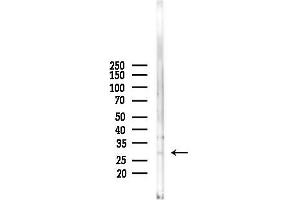 anti-Enkurin, TRPC Channel Interacting Protein (ENKUR) (Internal Region) antibody