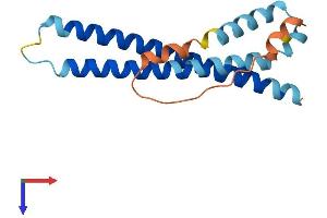 AlphaFold protein structure predicition of Human Recombinant WHAMMP3 Protein, UniprotID Q1A5X7