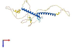 OLIG3 Protein (AA 1-273) (His tag)