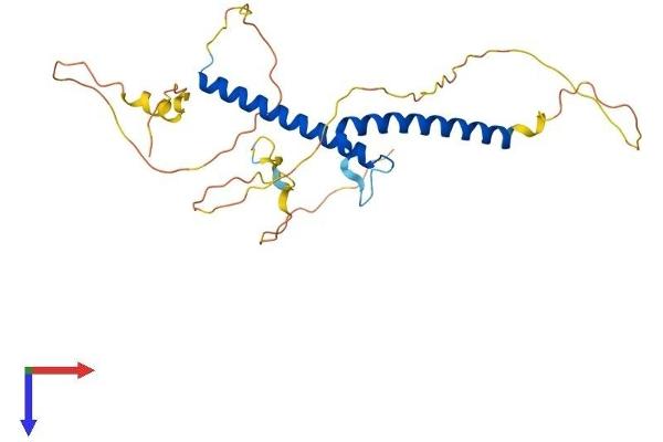 OLIG3 Protein (AA 1-273) (His tag)