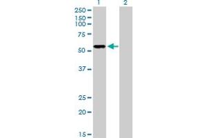 Western Blot analysis of P2RX5 expression in transfected 293T cell line by P2RX5 MaxPab polyclonal antibody.