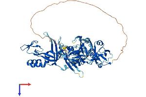 RPA1 Protein (AA 1-623) (His tag)