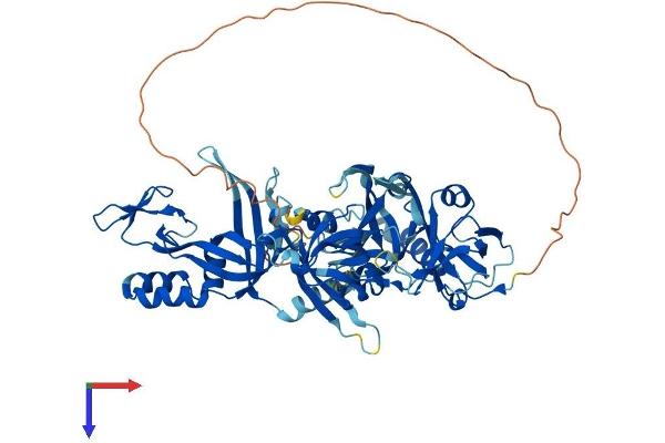 RPA1 Protein (AA 1-623) (His tag)