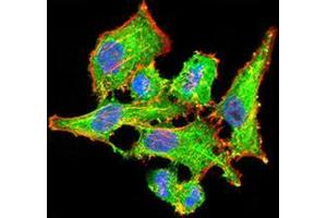 Immunofluorescence (IF) image for anti-Vascular Endothelial Growth Factor A (VEGFA) (AA 207-371) antibody (ABIN5542403)