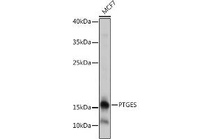 Western blot analysis of extracts of MCF7 cells, using PTGES antibody (ABIN7269573) at 1:1000 dilution. (Prostaglandin E Synthase Antikörper)