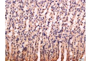 Formalin-fixed and paraffin embedded rat stomach labeled with Anti-PG-C/Pepsinogen 2 Polyclonal Antibody, Unconjugated  at 1:200 followed by conjugation to the secondary antibody and DAB staining. (PGC Antikörper  (AA 21-120))