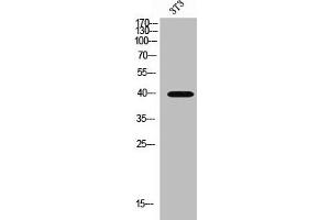 Western Blot analysis of 3T3 cells using MCT13 Polyclonal Antibody (SLC16A13 Antikörper  (C-Term))