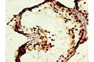 IHC image of ABIN7166489 diluted at 1:400 and staining in paraffin-embedded human testis tissue performed on a Leica BondTM system. (MOS Antikörper  (AA 234-330))