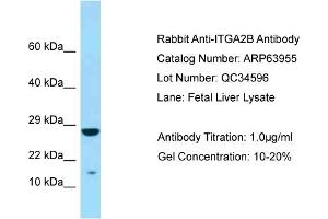 Western Blotting (WB) image for anti-Integrin Alpha2b (CD41) (N-Term) antibody (ABIN2789680) (Integrin Alpha2b Antikörper  (N-Term))