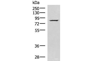 Western blot analysis of HepG2 cell lysate using NASP Polyclonal Antibody at dilution of 1:800 (NASP Antikörper)