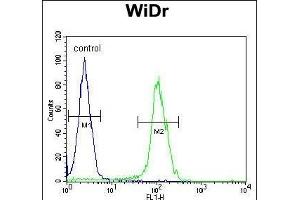 BEX1 Antibody (Center) (ABIN654656 and ABIN2844352) flow cytometric analysis of WiDr cells (right histogram) compared to a negative control cell (left histogram). (BEX1 Antikörper  (AA 63-90))