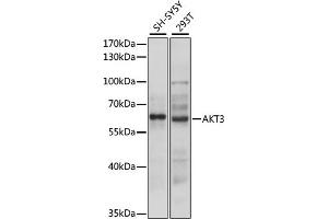 Western blot analysis of extracts of various cell lines, using  antibody (ABIN6131180, ABIN6136743, ABIN6136745 and ABIN6216715) at 1:3000 dilution. (AKT3 Antikörper  (AA 93-154))