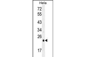 UQCRFS1 Antibody (C-term) (ABIN655606 and ABIN2845090) western blot analysis in Hela cell line lysates (35 μg/lane). (UQCRFS1 Antikörper  (C-Term))