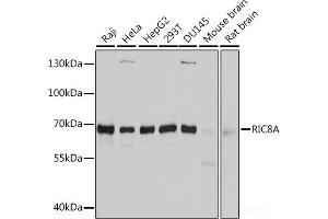 Western blot analysis of extracts of various cell lines using RIC8A Polyclonal Antibody at dilution of 1:3000. (RIC8A Antikörper)