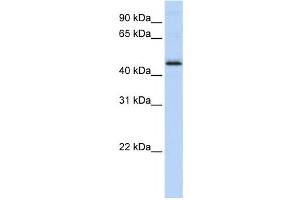 Western Blotting (WB) image for anti-DEK Oncogene (DEK) antibody (ABIN2460117) (DEK Antikörper)
