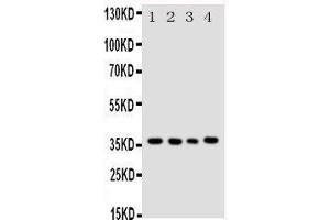 Western Blotting (WB) image for anti-Budding Uninhibited By Benzimidazoles 3 Homolog (Yeast) (BUB3) (AA 76-90), (Middle Region) antibody (ABIN3044239) (BUB3 Antikörper  (Middle Region))