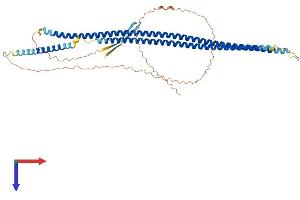 Keratin 24 Protein (KRT24) (AA 1-512) (His tag)