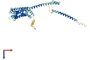 CATSPER3 Protein (AA 1-395) (His tag)