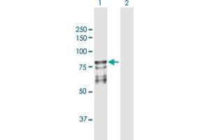 Western Blot analysis of PROS1 expression in transfected 293T cell line by PROS1 MaxPab polyclonal antibody. (PROS1 Antikörper  (AA 1-676))