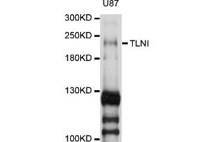 Western blot analysis of extracts of U-87MG cells, using TLN1 antibody (ABIN1875105) at 1:1000 dilution. (TLN1 Antikörper)