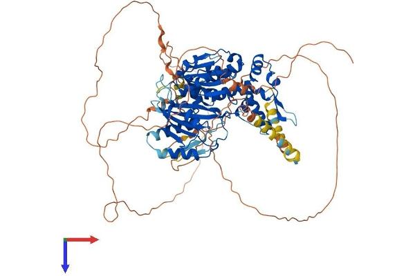 DENND1B Protein (AA 1-775) (His tag)