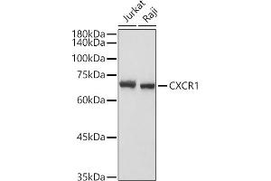 Western blot analysis of extracts of various cell lines, using CXCR1 antibody (ABIN7266317) at 1:1000 dilution. (CXCR1 Antikörper  (AA 250-350))